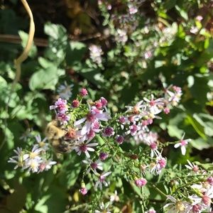 Meet your Posher, Niecy